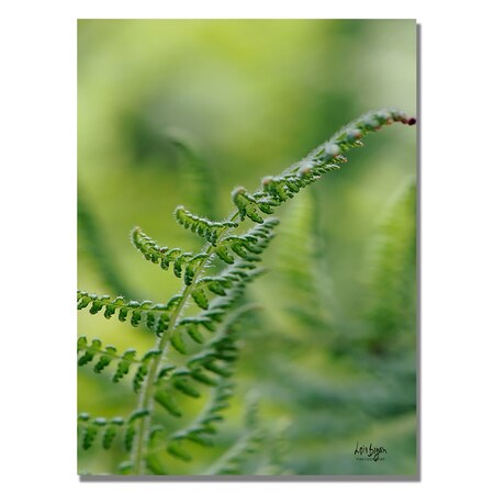 Lois Bryan 'Fern' Canvas Art,30x47